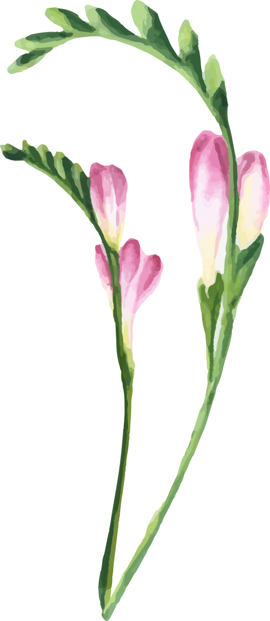 watercolor flowers floral illustration