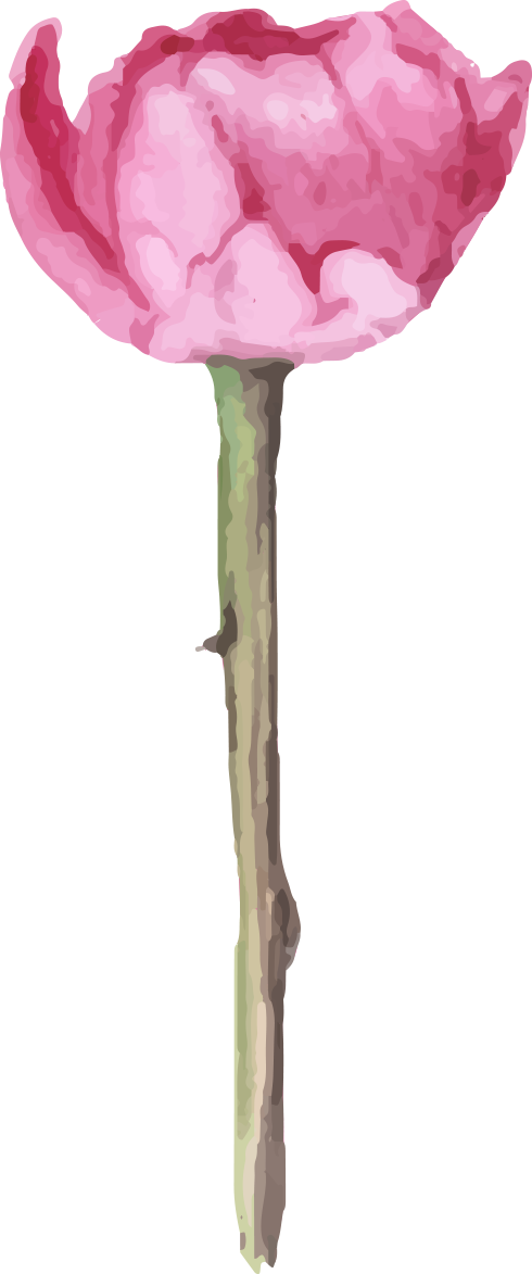 watercolor flowers floral illustration