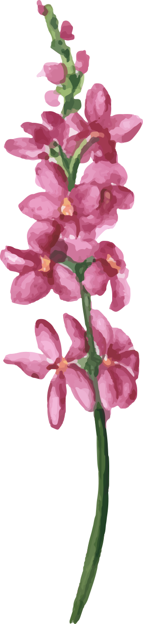 watercolor flowers floral illustration