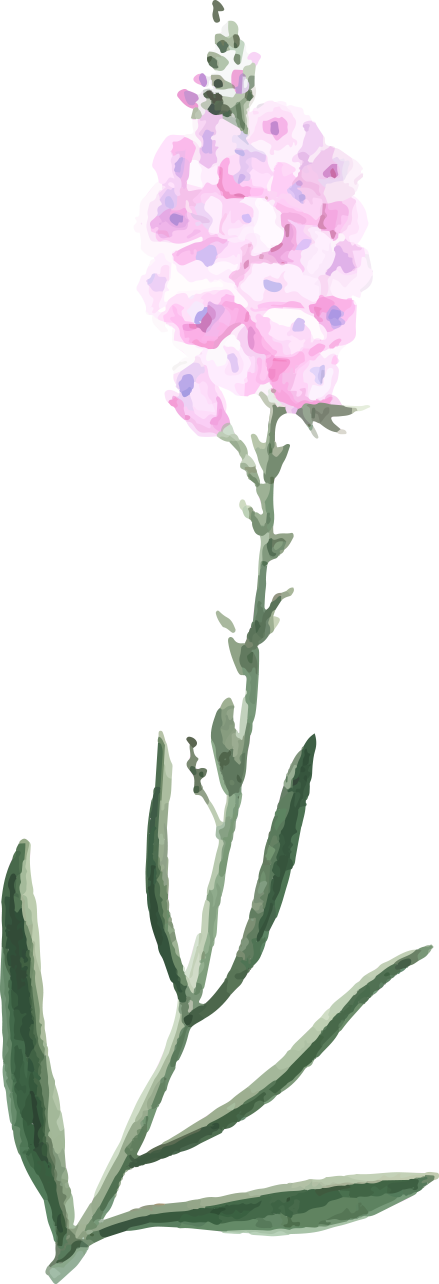 watercolor flowers floral illustration