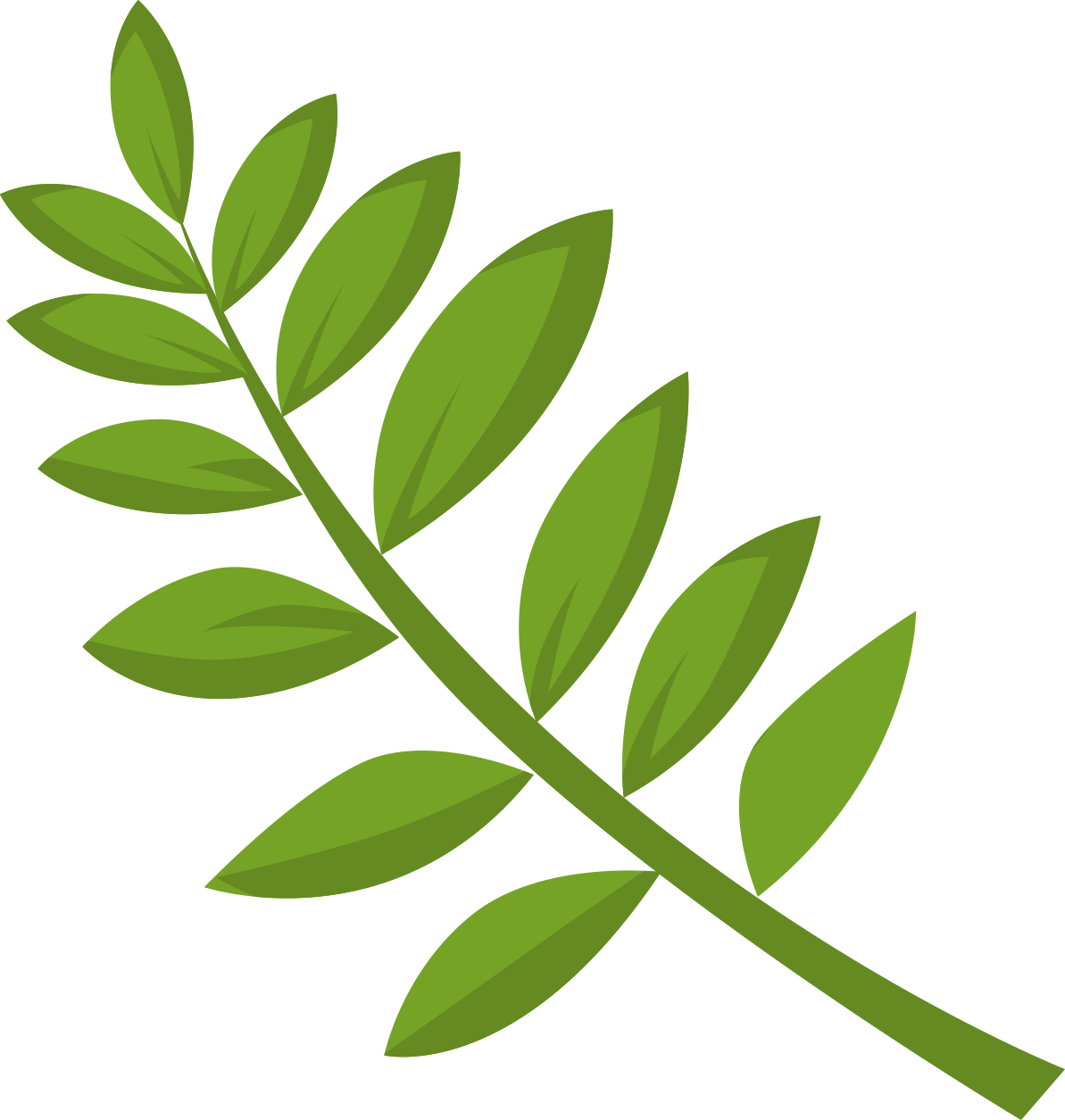 leaves green branches